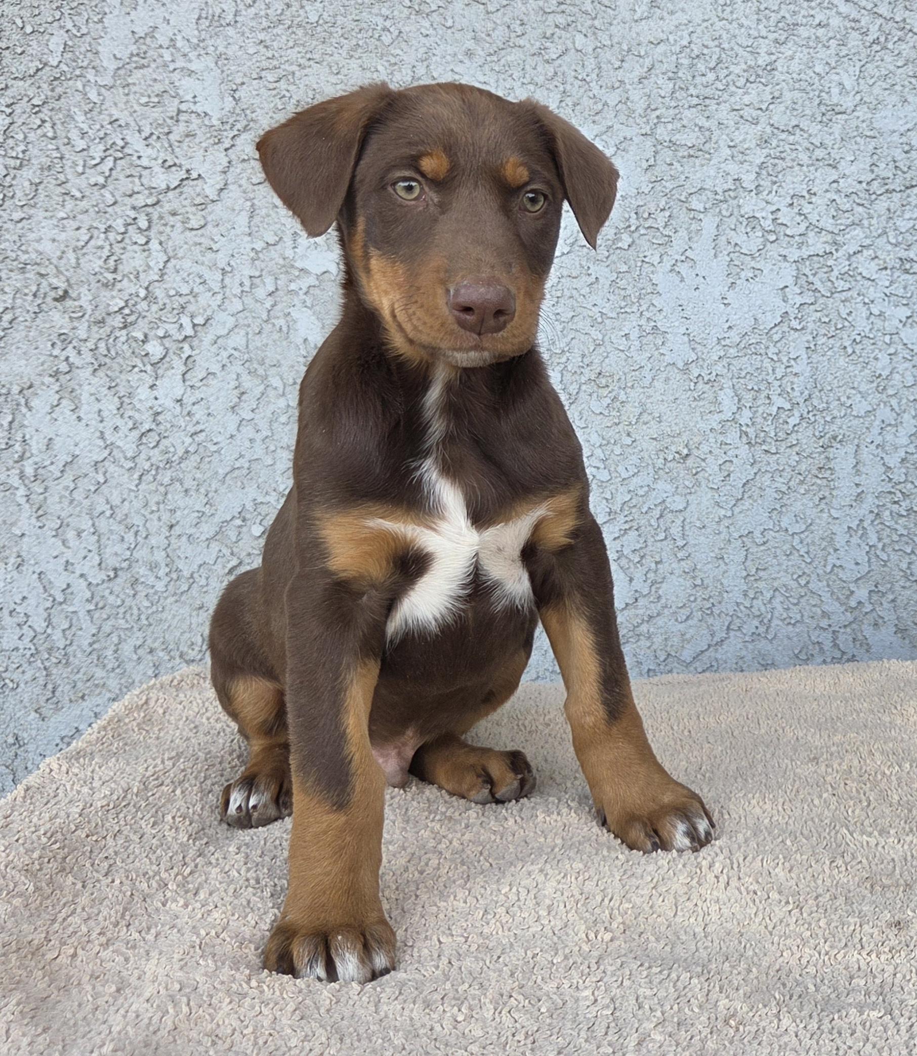 Enlarge Buddy, a ADOPTABLE mixed breed in Perris, CA image 1/4