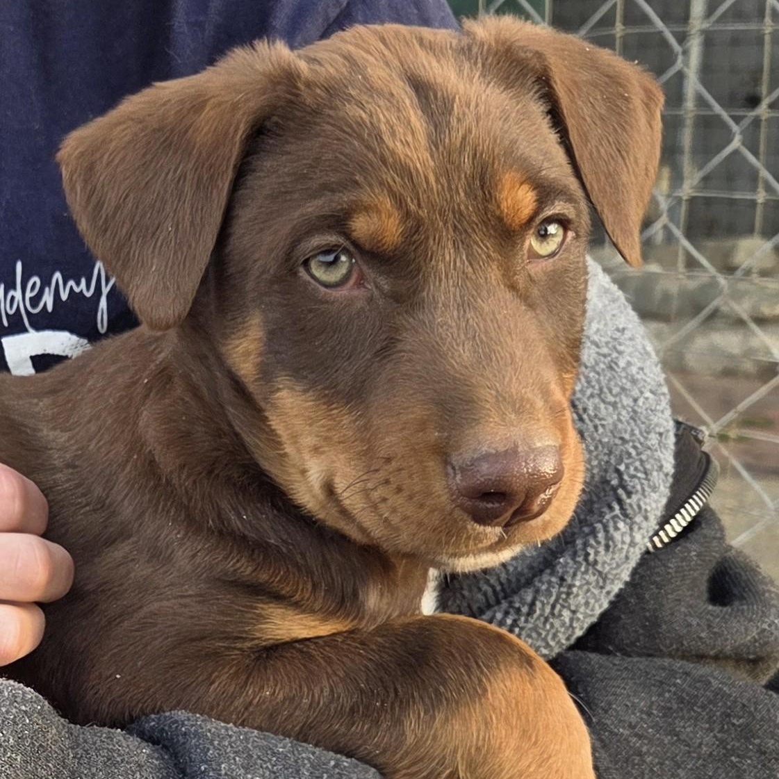Enlarge Buddy, a ADOPTABLE mixed breed in Perris, CA image 2/4