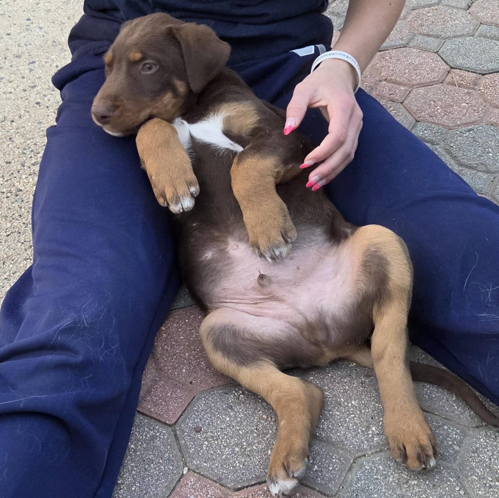 Enlarge Buddy, a ADOPTABLE mixed breed in Perris, CA image 3/4