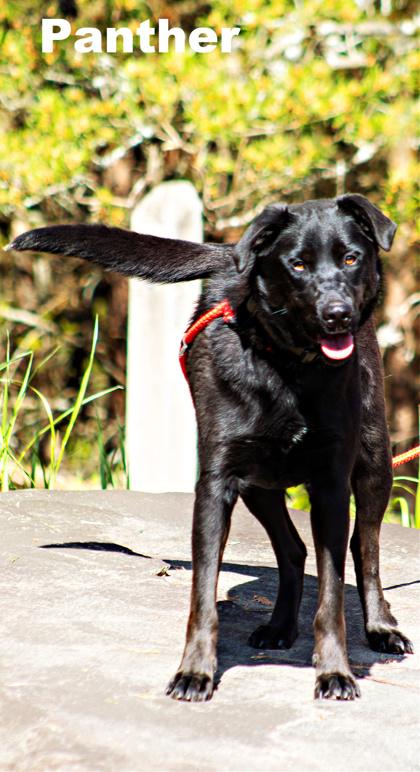 Enlarge Panther, a Adoptable mixed breed in Clayton, GA image 1/1