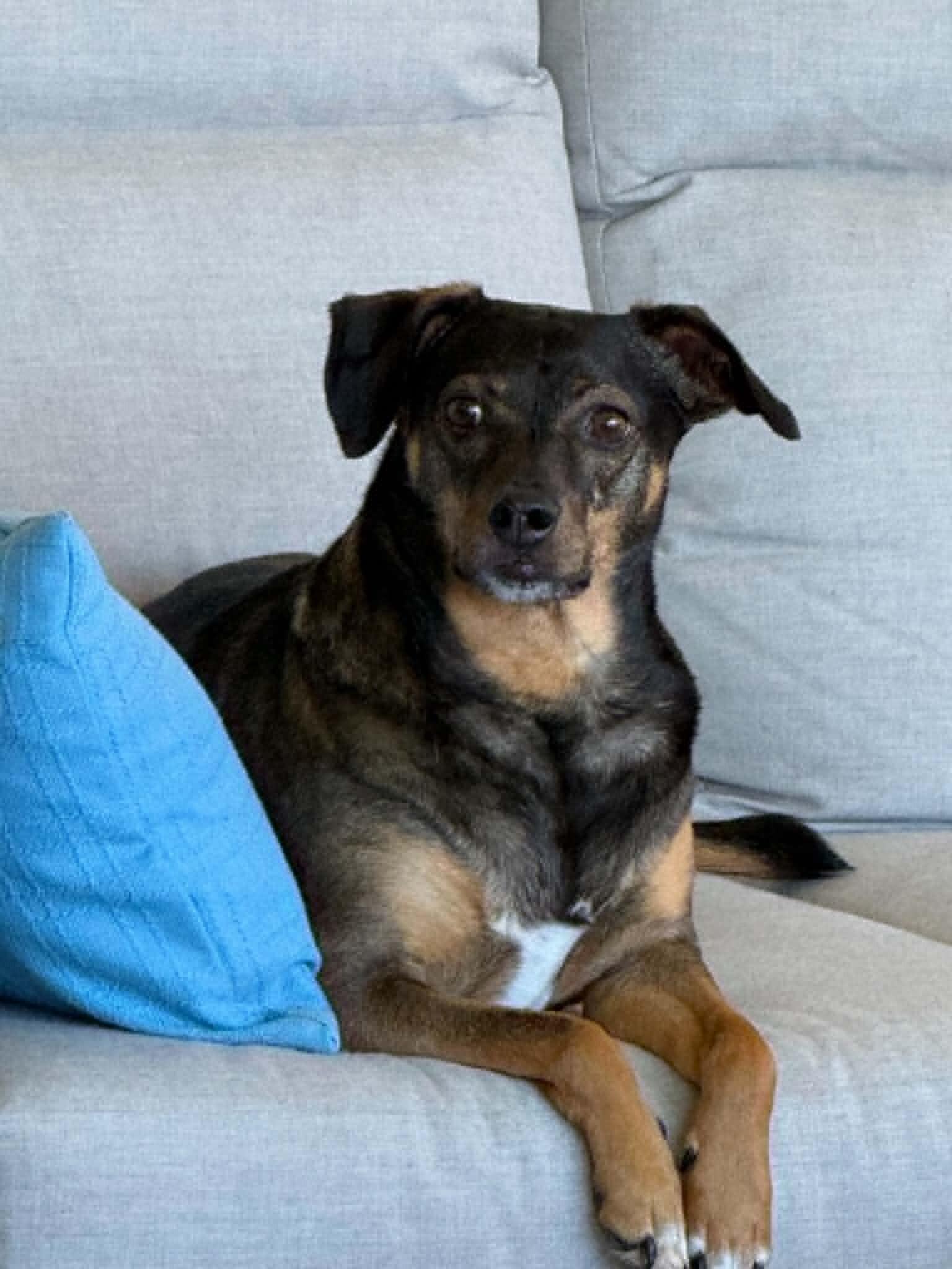 Enlarge Harley, a Adoptable Plott Hound in Austin, TX image 4/6