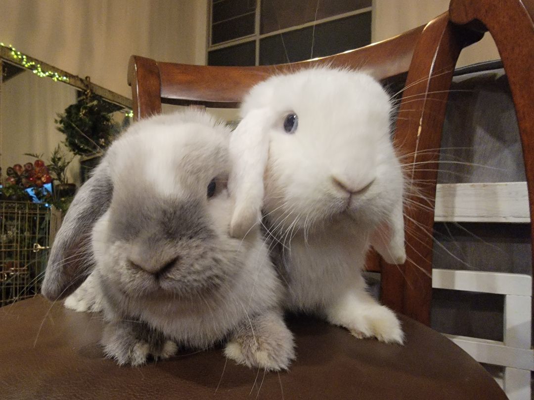 Scooter (Darwin) & Dove (Gumball) photo 4