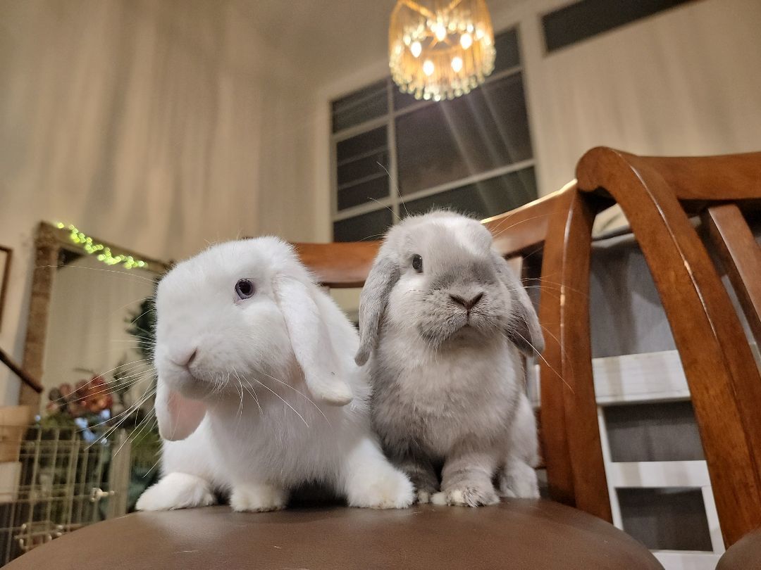 Scooter (Darwin) & Dove (Gumball) photo 6