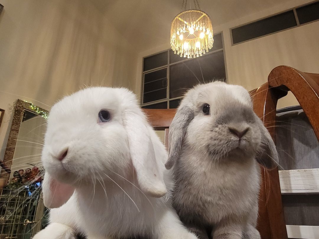 Scooter (Darwin) & Dove (Gumball) photo 3