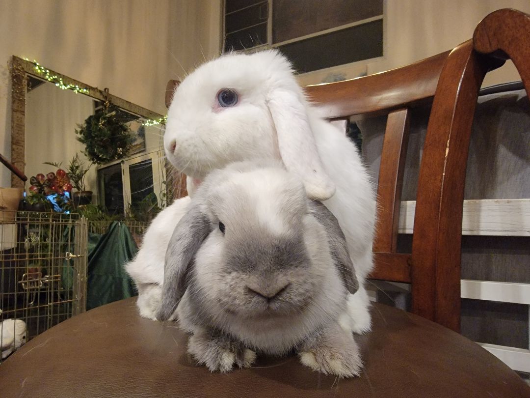 Scooter (Darwin) & Dove (Gumball) photo 2