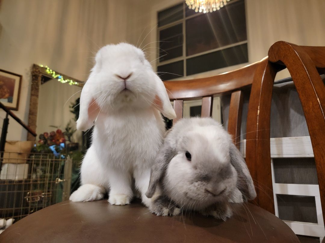 Scooter (Darwin) & Dove (Gumball) photo 5