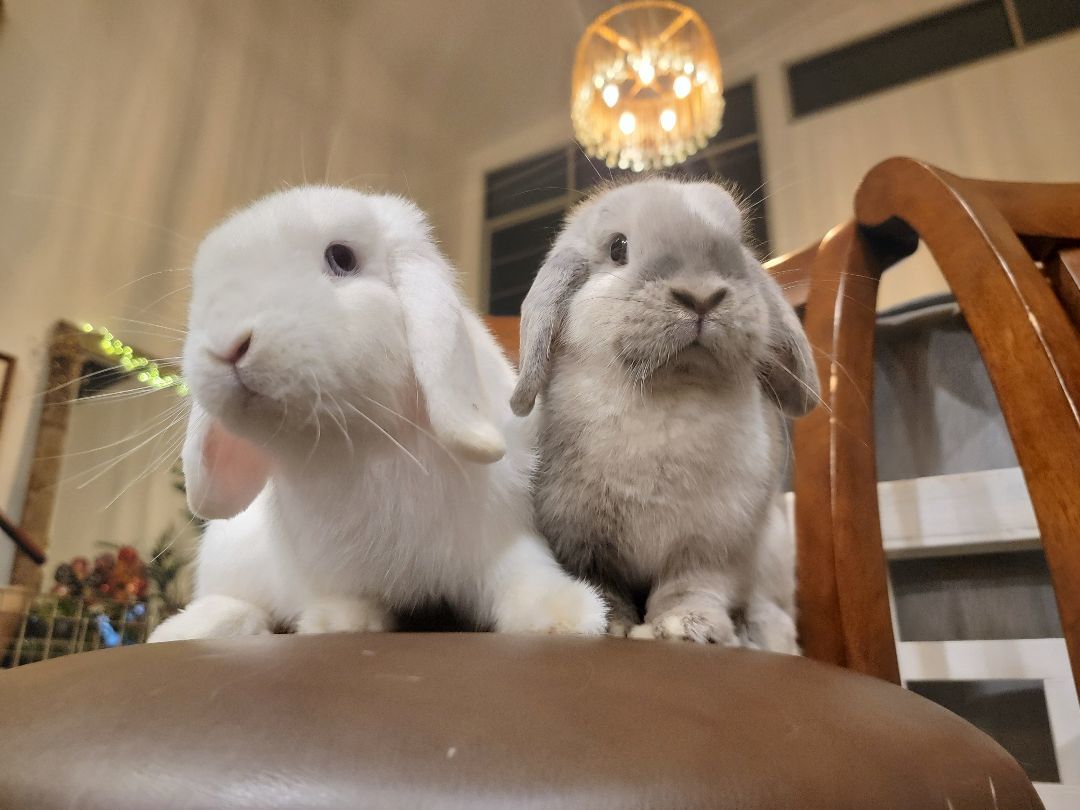 Scooter (Darwin) & Dove (Gumball)
