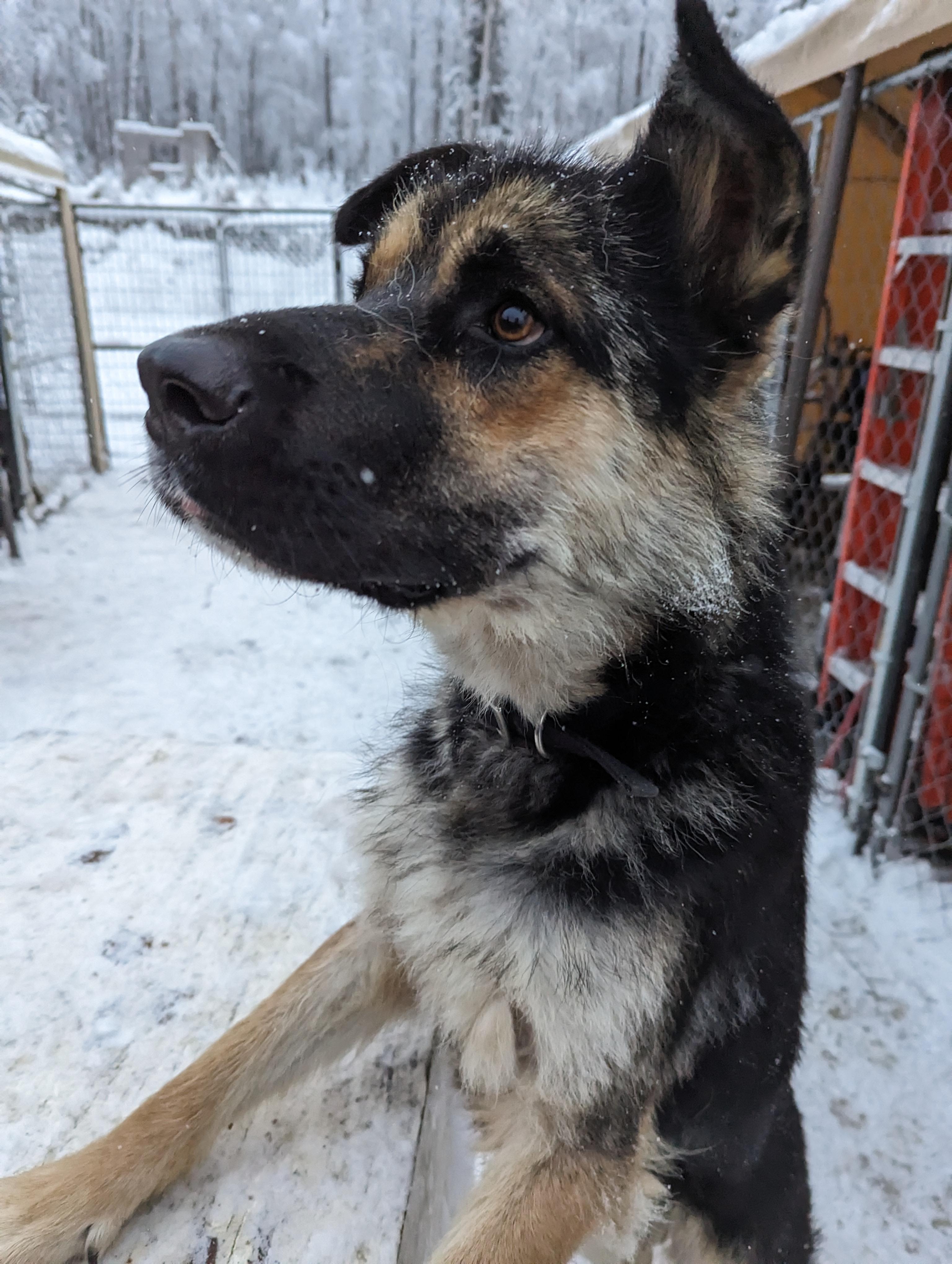 Rocco, Adoptable, Adult Male German Shepherd Dog.