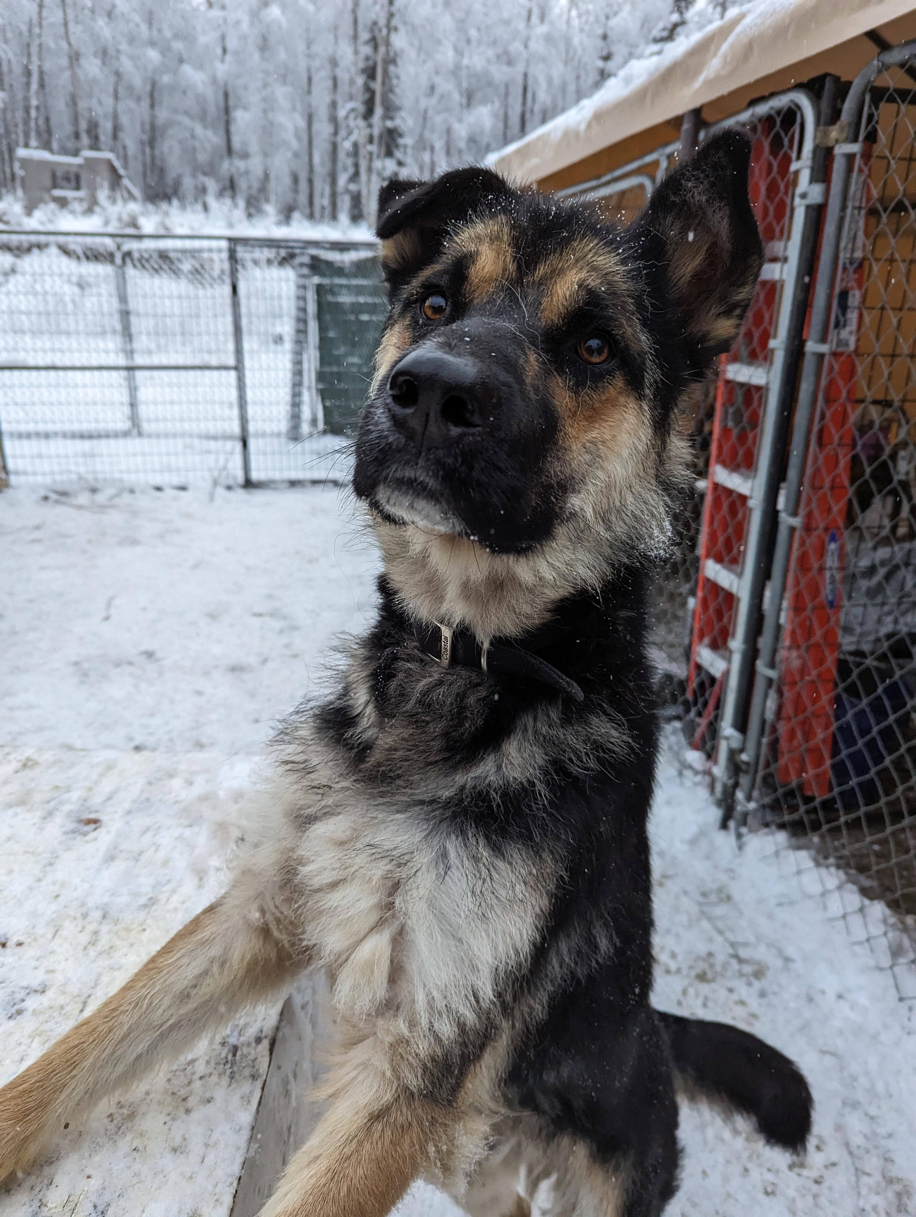 Rocco, a Adoptable mixed breed in Wasilla, AK image 5/6