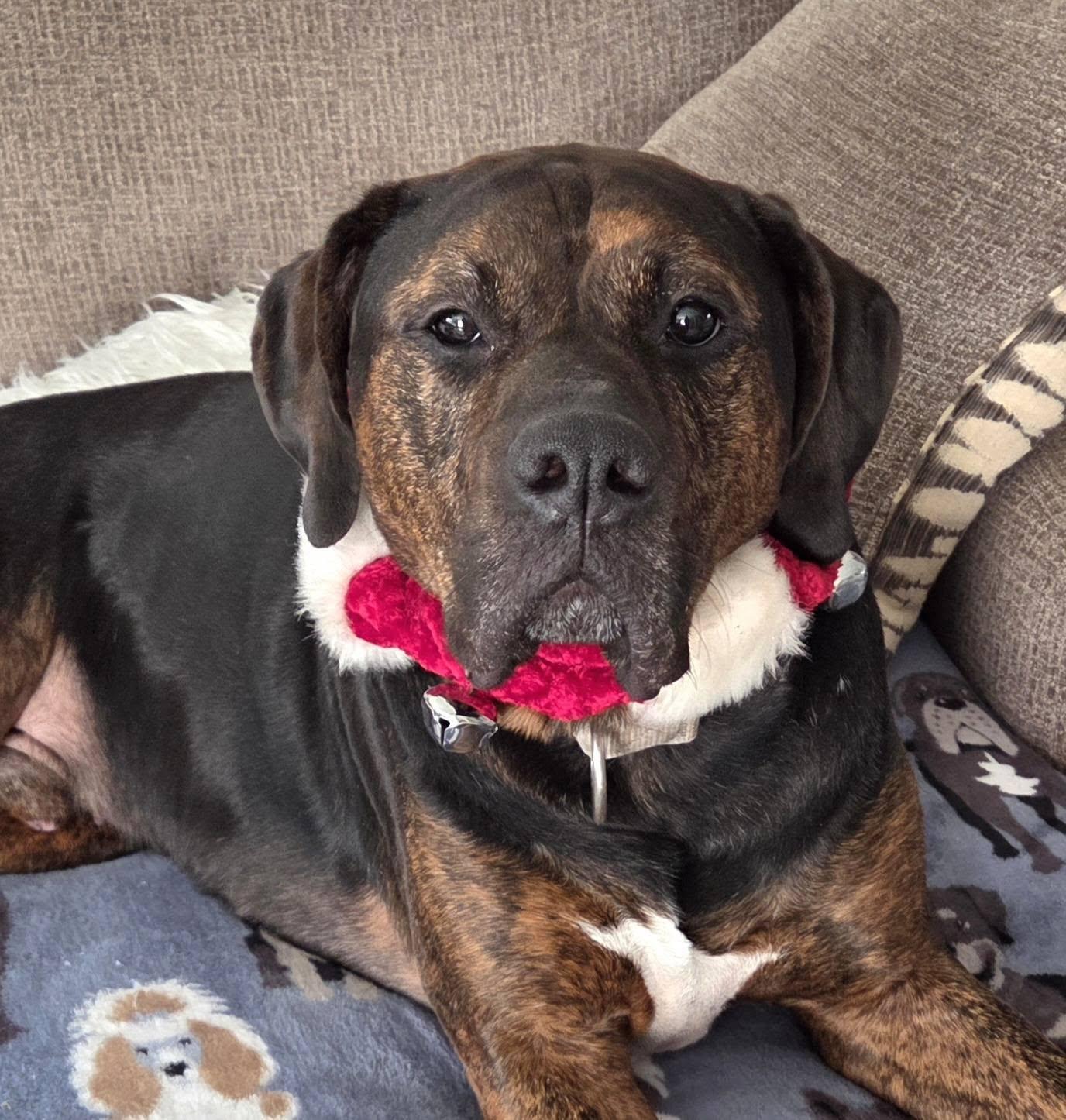 Enlarge Willie, a Adoptable Rottweiler in New Castle, DE image 1/3