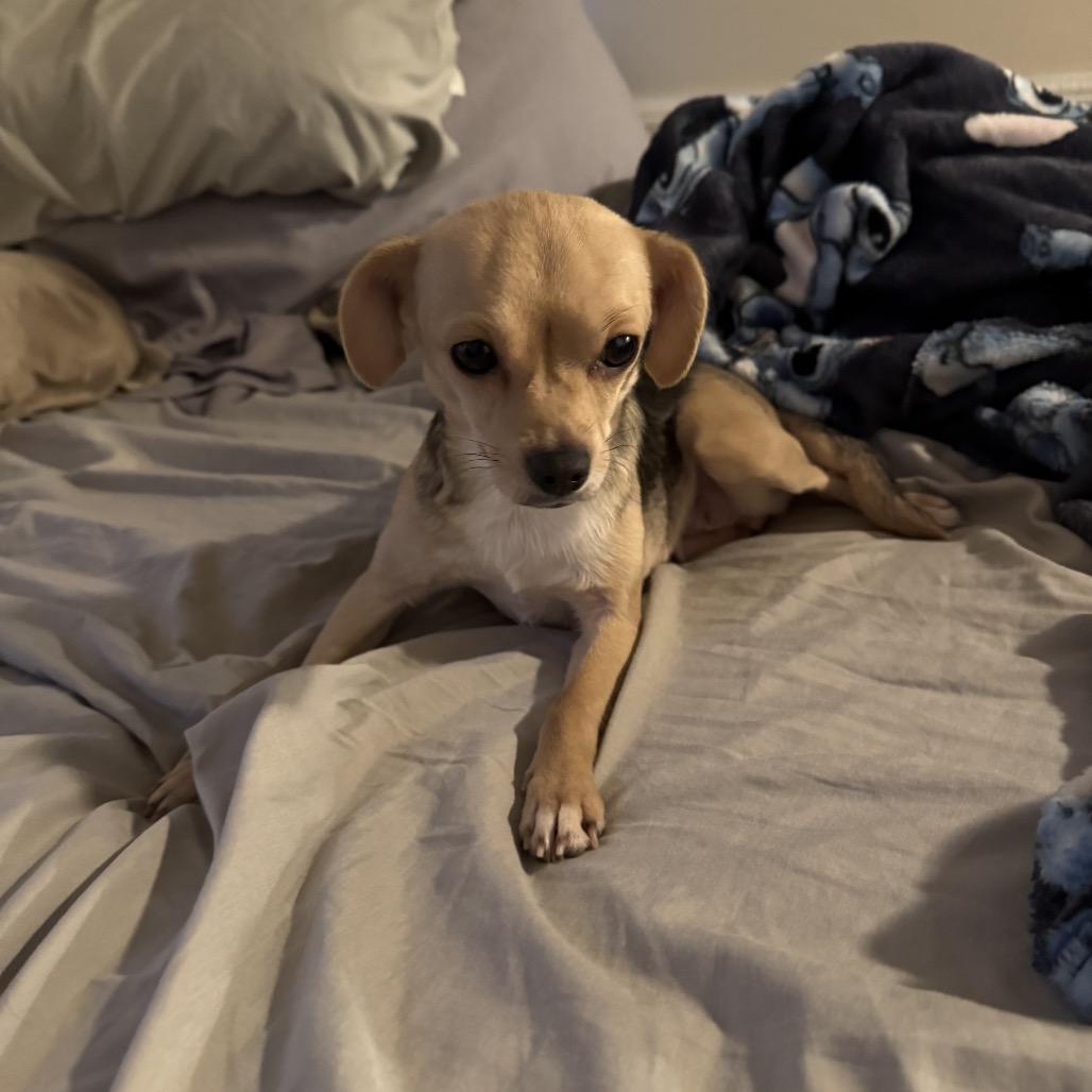 Joy (Dallas), Adoptable, Adult Female Chihuahua & Mixed Breed.