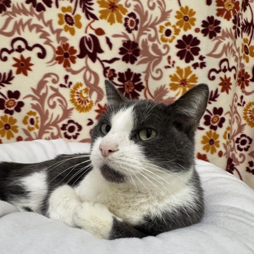 Bud, Adoptable, Adult Male Domestic Short Hair.