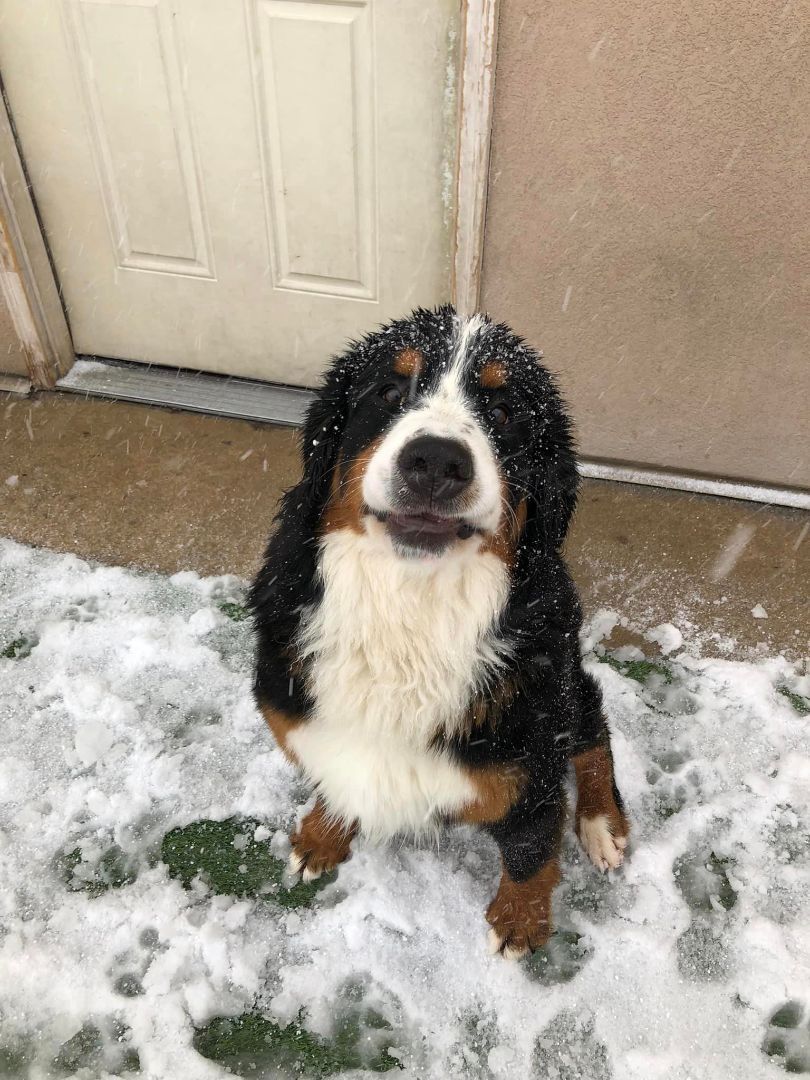 Bruno, a Adopted Bernese Mountain Dog in Orem, UT image 1/8