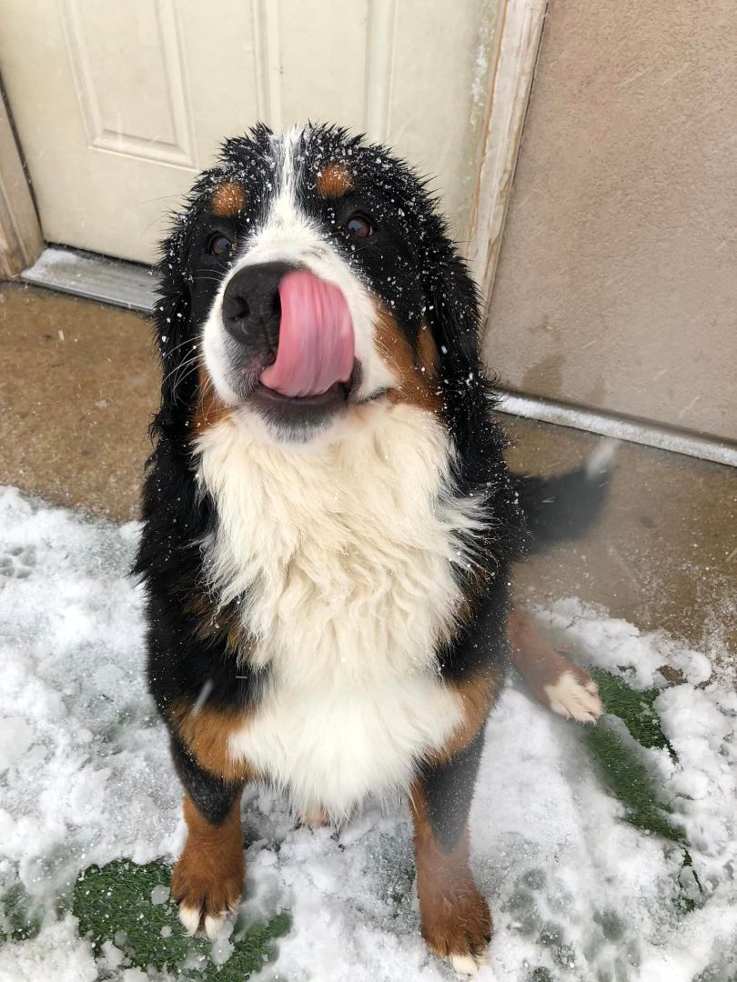 Bruno, a Adopted Bernese Mountain Dog in Orem, UT image 2/8