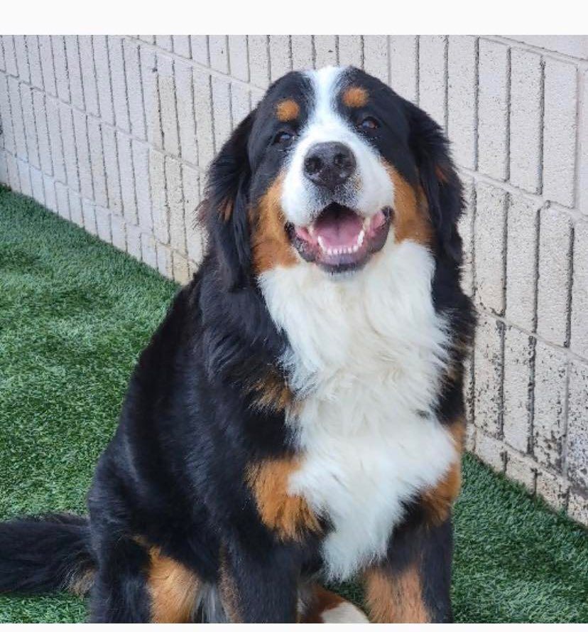Bruno, a Adopted Bernese Mountain Dog in Orem, UT image 3/8