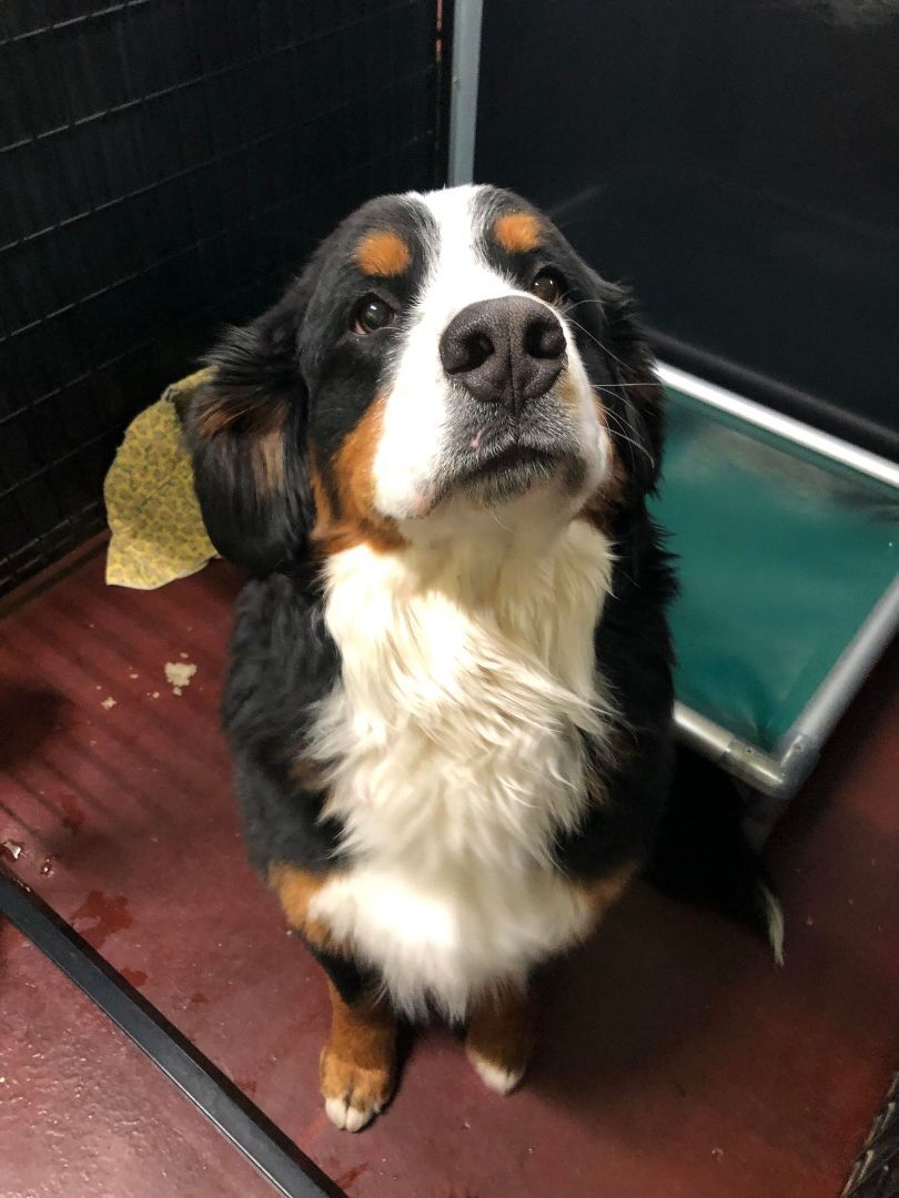 Bruno, a Adopted Bernese Mountain Dog in Orem, UT image 4/8