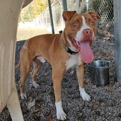 Staples, a Adoptable mixed breed in Newport, NC image 3/5
