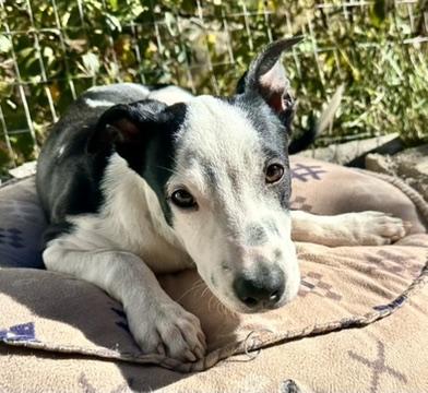 Enlarge Sabrina, an adopted mixed breed in Littleton, CO image 1/5