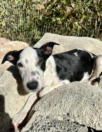 Enlarge Sabrina, an adopted mixed breed in Littleton, CO image 5/5