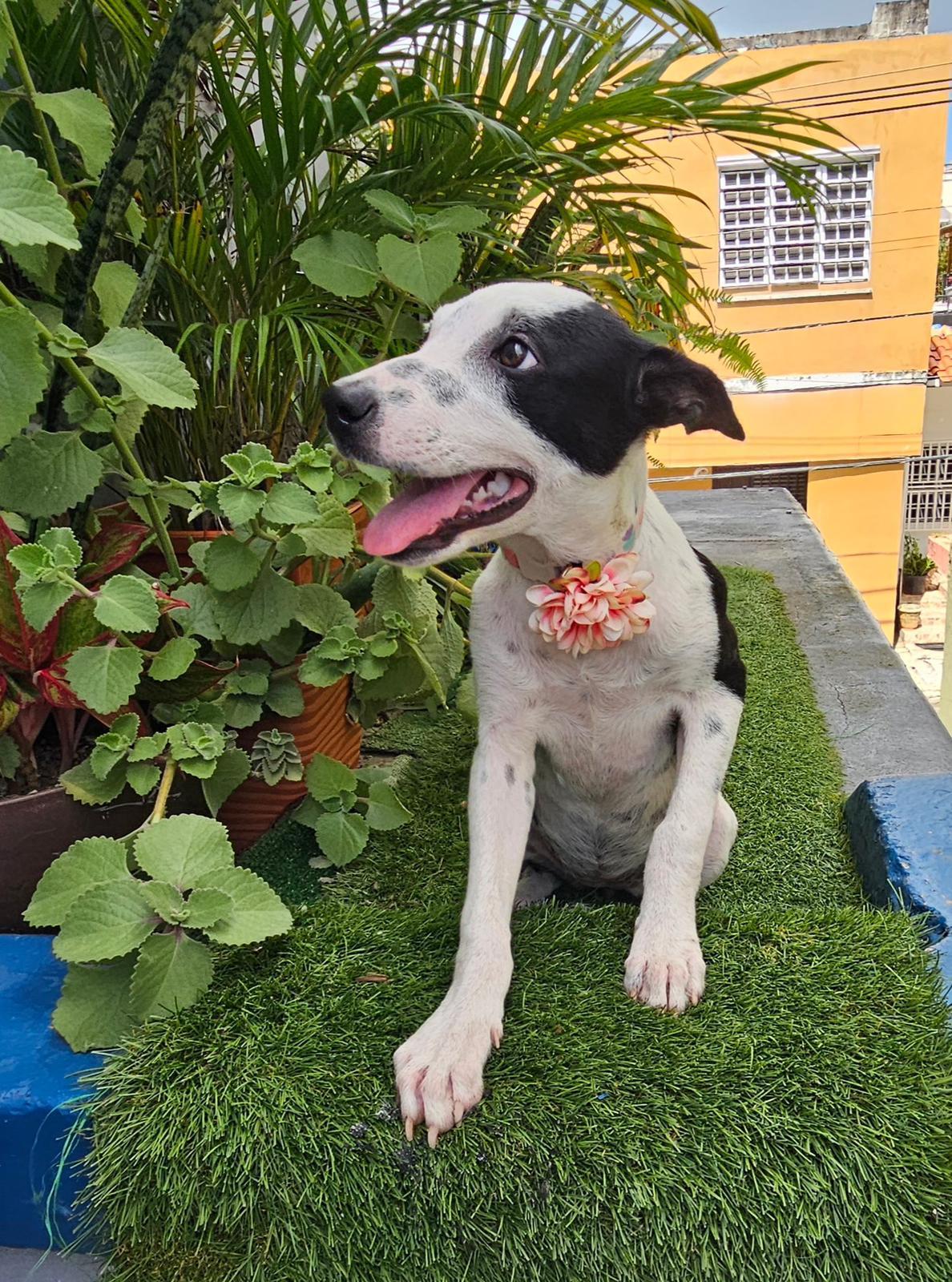 Enlarge Sabrina, an adopted mixed breed in Littleton, CO image 2/5