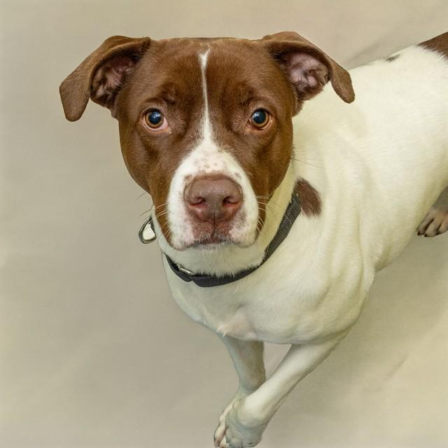 COCO, Adoptable, Adult Female Pit Bull Terrier & Pointer.