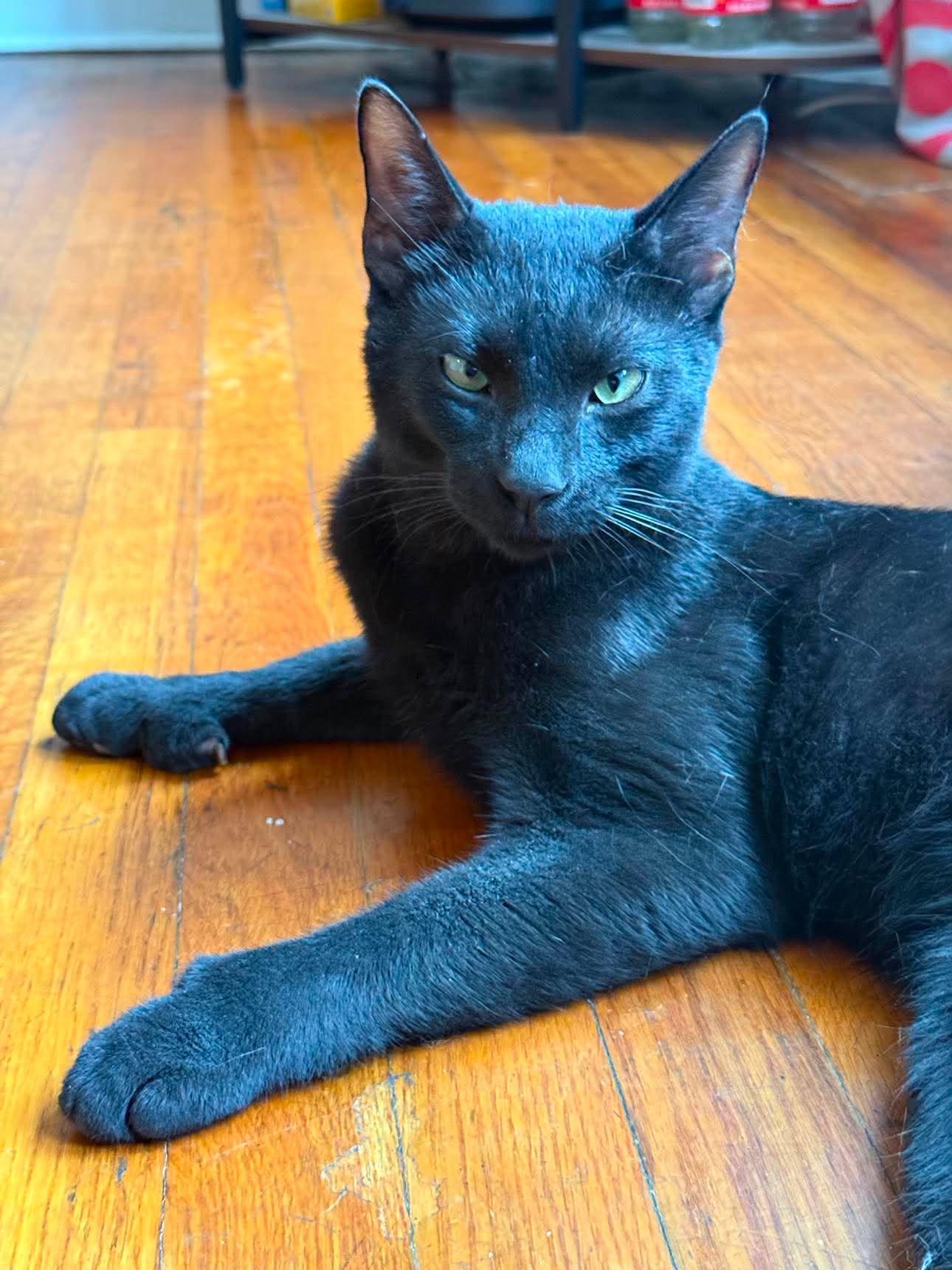 Enlarge Professor, a Adoptable Domestic Short Hair in Roslindale, MA image 4/4