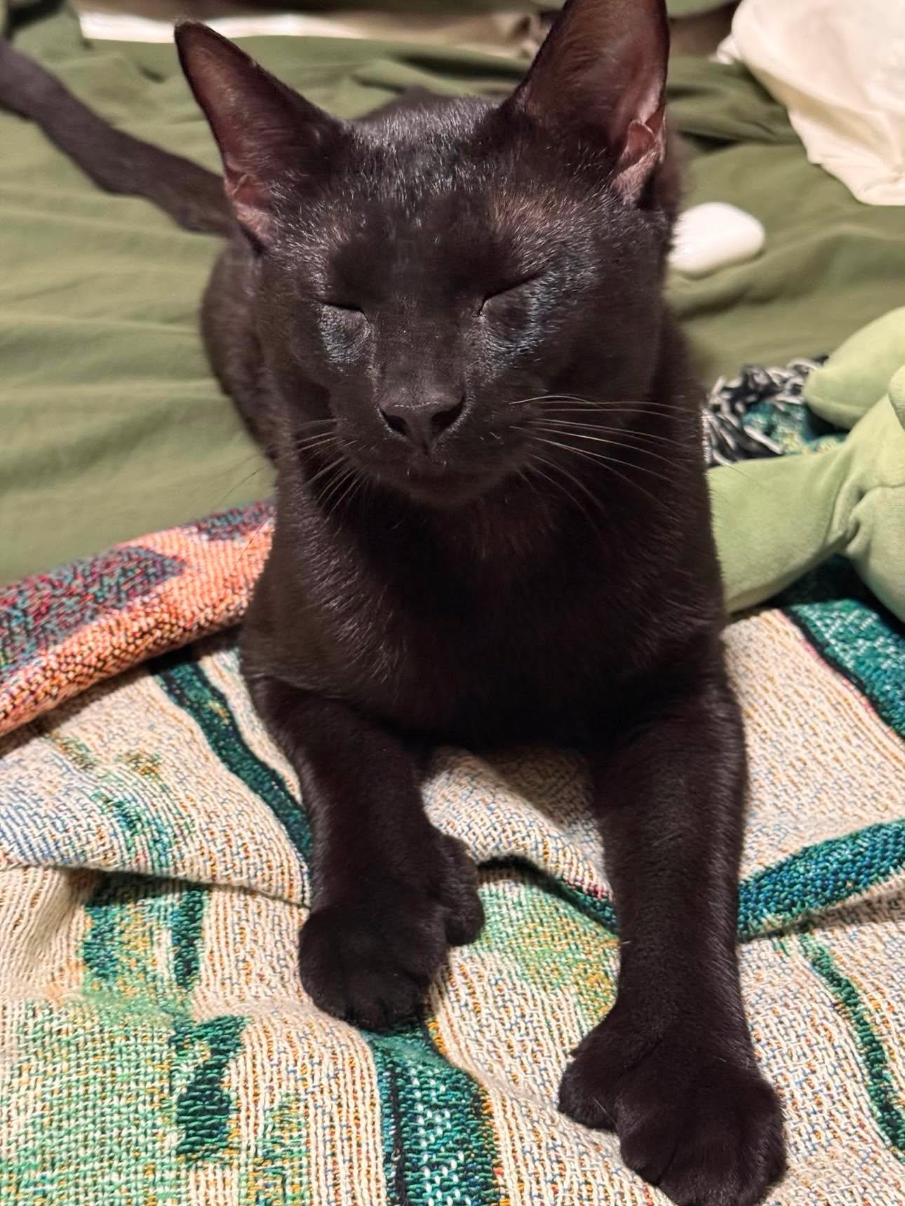 Enlarge Professor, a Adoptable Domestic Short Hair in Roslindale, MA image 2/4