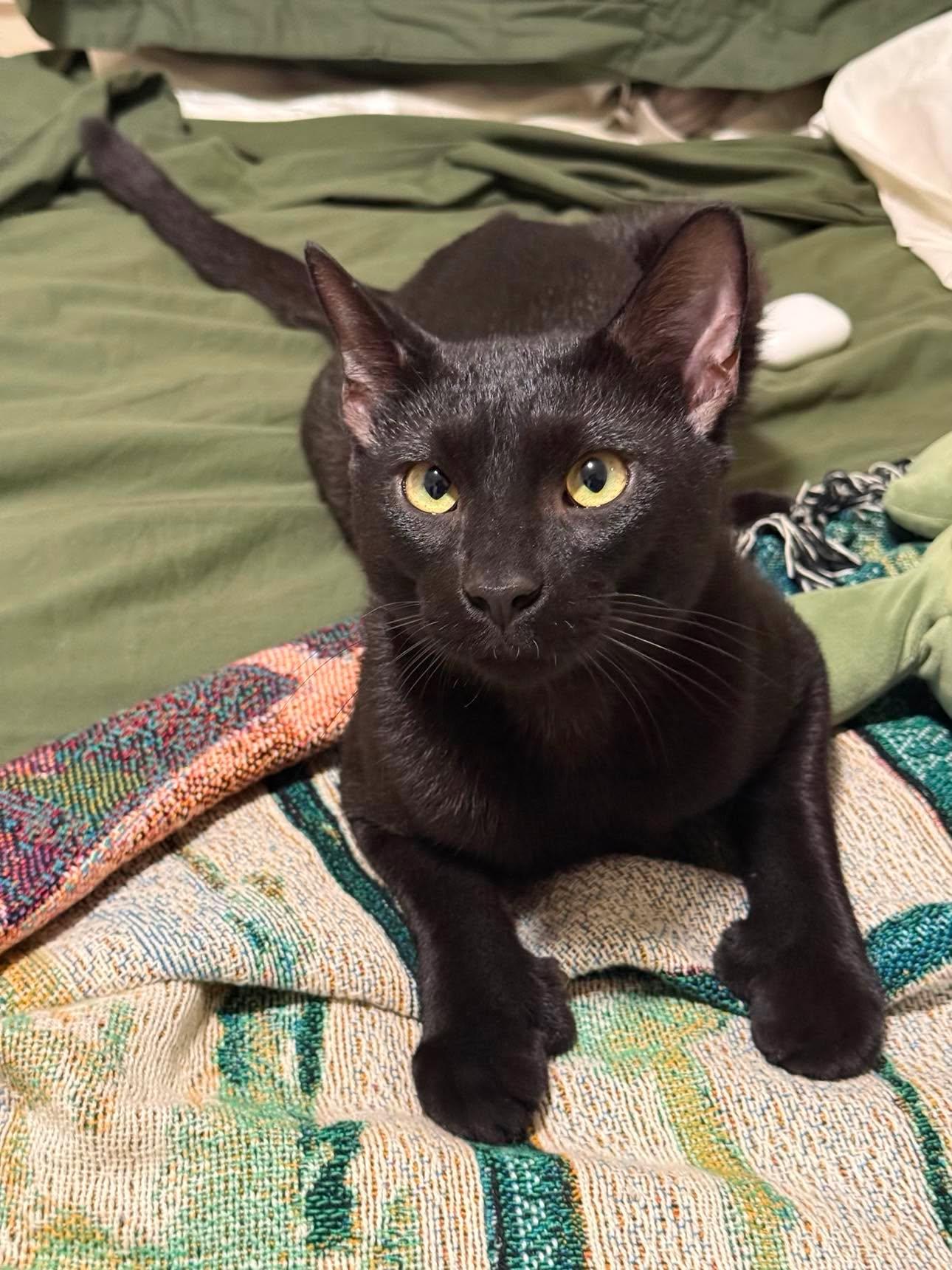Professor, Adoptable, Young Male Domestic Short Hair.