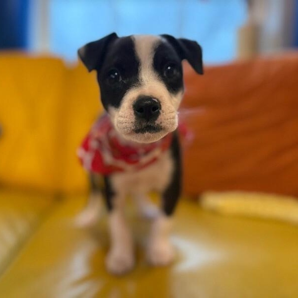 Penelope sweet stuff — thumbnail 3