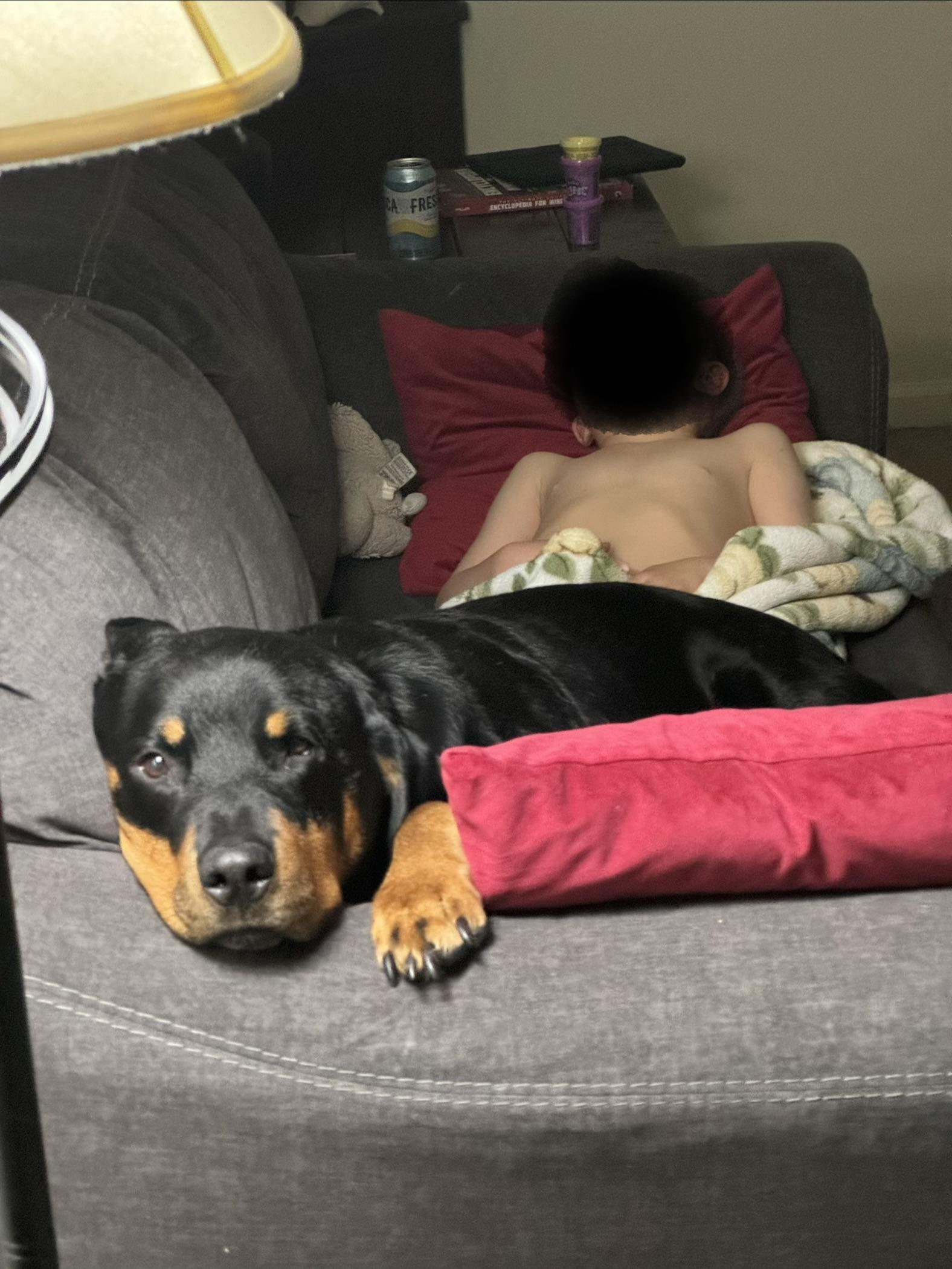 Bear, Adoptable, Young Male Rottweiler.