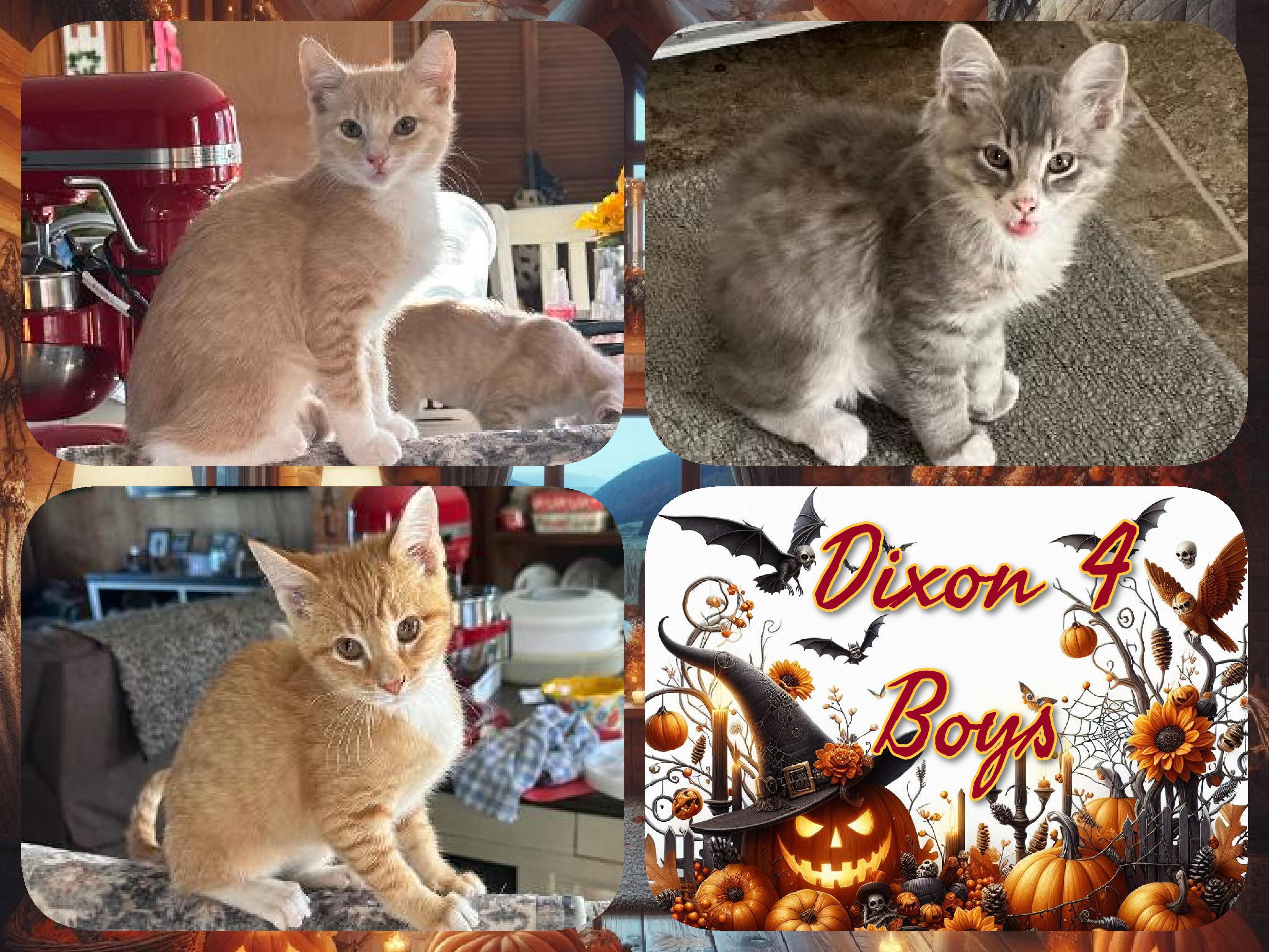 Dixon 4 Boys, Adoptable, Kitten Male Domestic Short Hair.