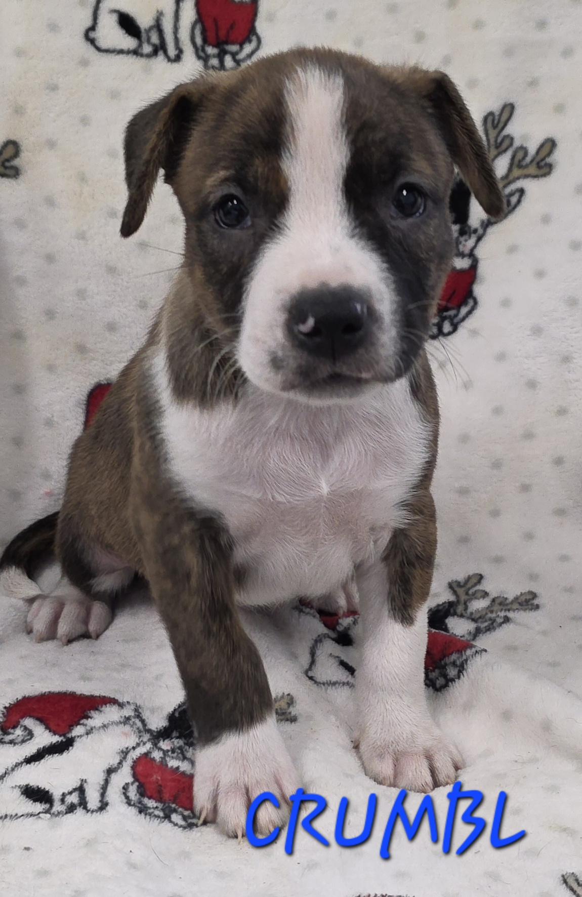 Crumbl, ADOPTABLE, Puppy Female Cattle Dog.