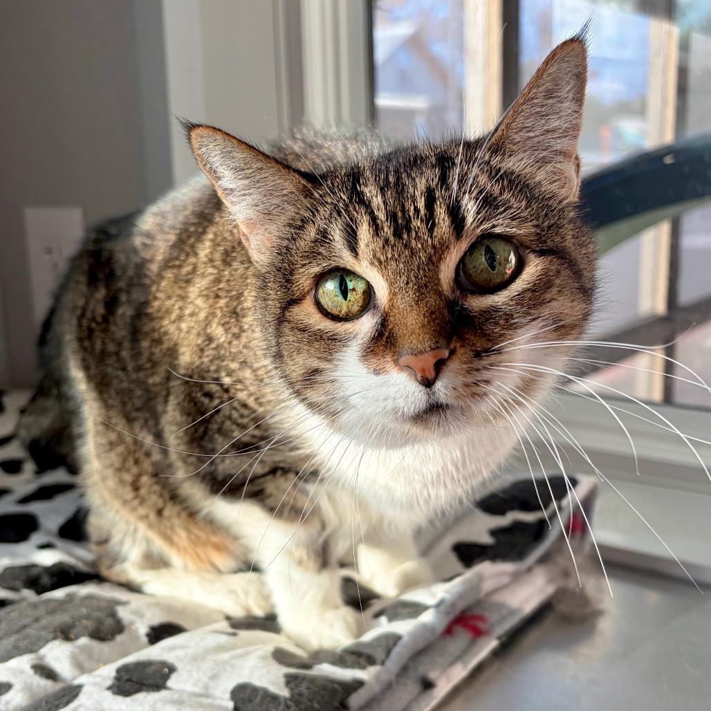 Enlarge Peewee, a Adoptable Domestic Short Hair in Kerrville, TX image 1/3