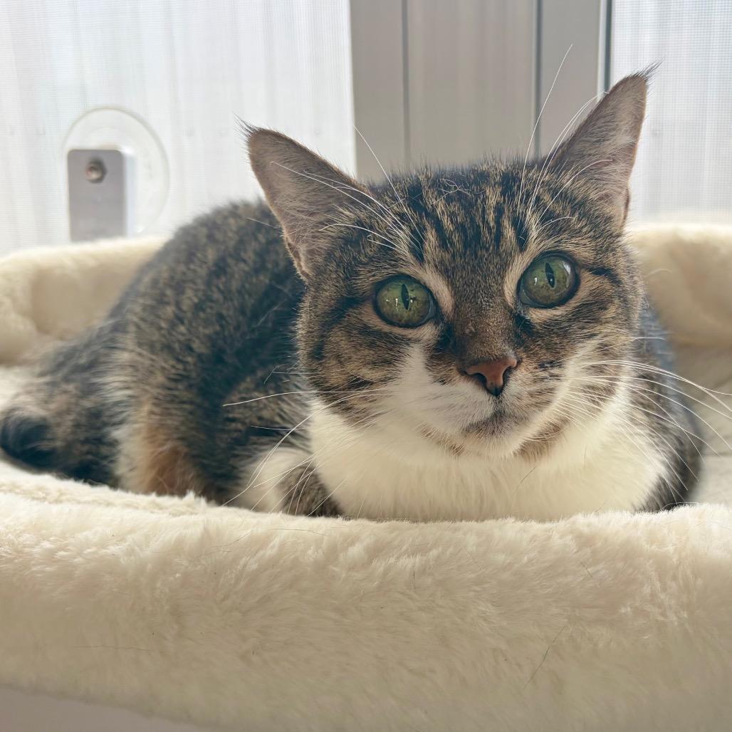 Enlarge Peewee, a Adoptable Domestic Short Hair in Kerrville, TX image 2/3