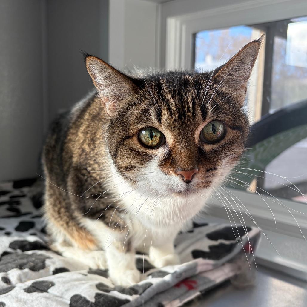 Enlarge Peewee, a Adoptable Domestic Short Hair in Kerrville, TX image 3/3