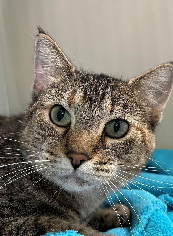 Janey, Adopted, Young Female Domestic Short Hair.