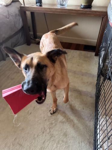 Ripley SJ, Adoptable, Young Female German Shepherd Dog.