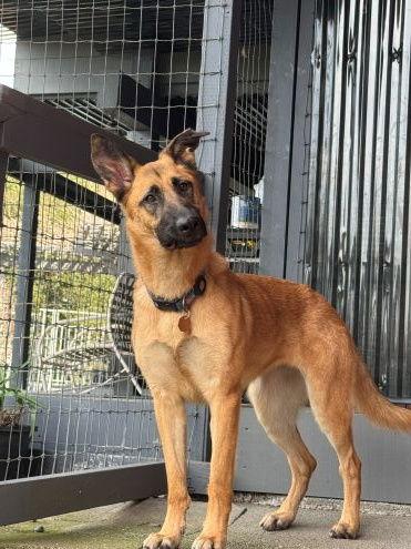 Ripley SJ, Adoptable, Young Female German Shepherd Dog.