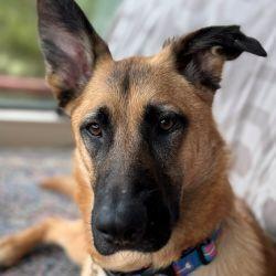 Ripley SJ, a Adoptable German Shepherd Dog in Cupertino, CA image 3/3