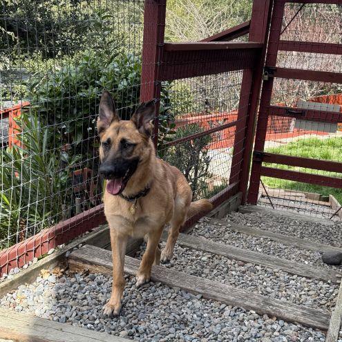 Enlarge Ripley SJ, a Adoptable German Shepherd Dog in Cupertino, CA image 2/3