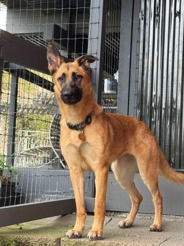 Enlarge Ripley SJ, a Adoptable German Shepherd Dog in Cupertino, CA image 3/3