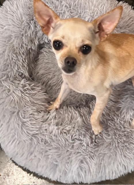 Sunshine, ADOPTABLE, Young Female Chihuahua.