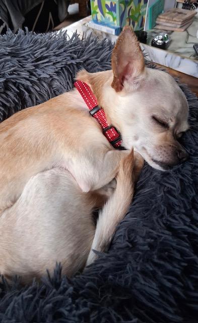 Enlarge Sunshine, a ADOPTABLE Chihuahua in Port Angeles, WA image 3/3