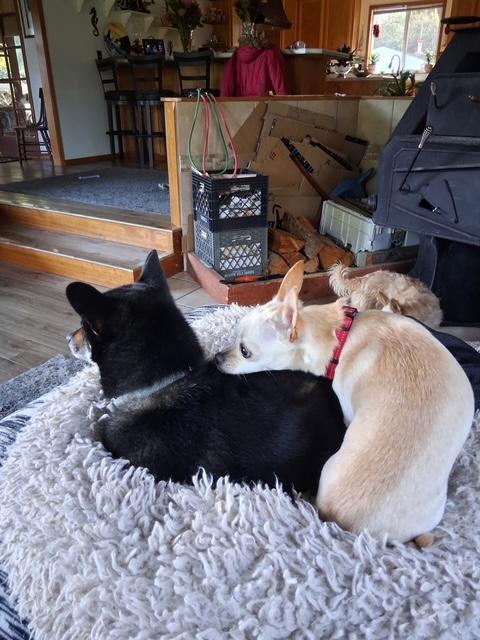 Enlarge Sunshine, a ADOPTABLE Chihuahua in Port Angeles, WA image 2/3