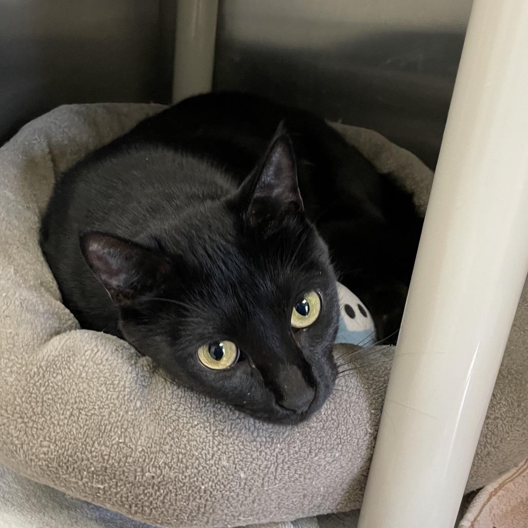 Enlarge Janis Joplin, a Adoptable Domestic Short Hair in Enfield, NH image 2/3