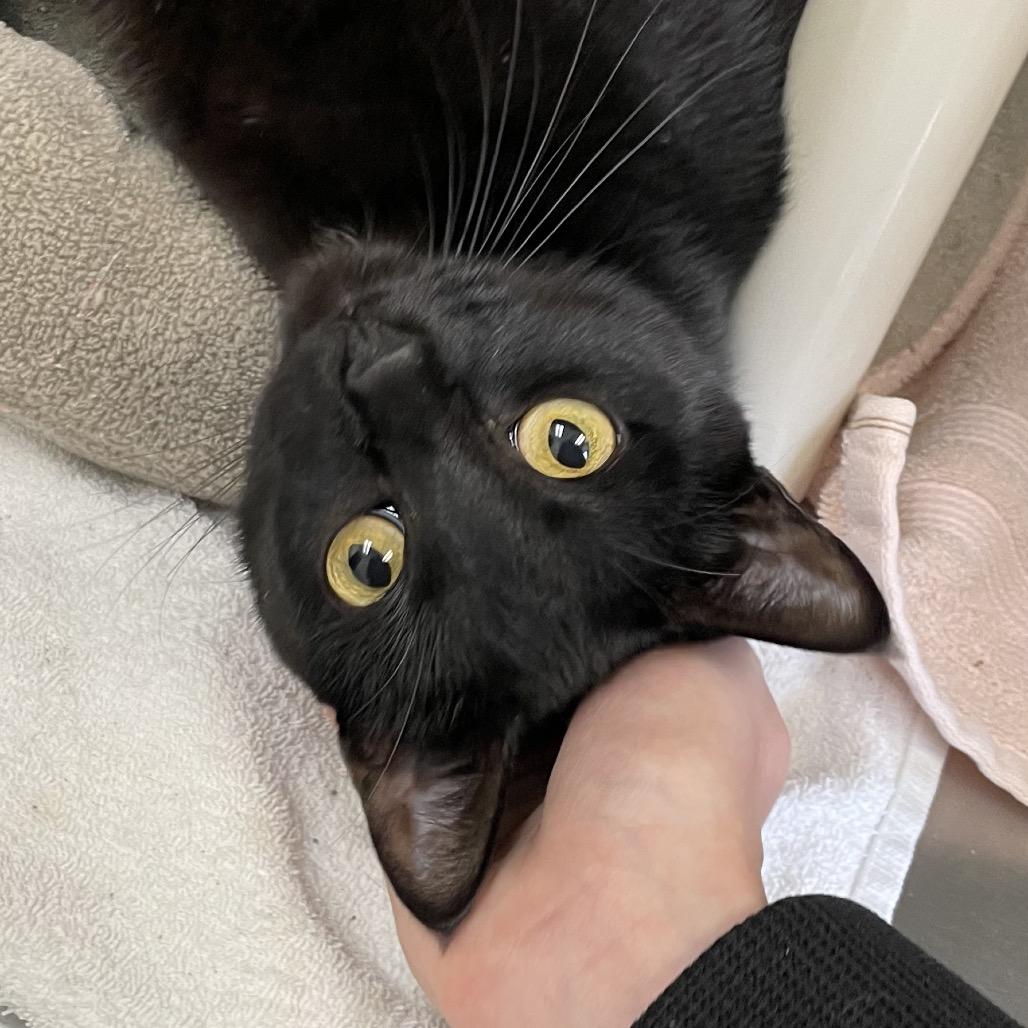 Enlarge Janis Joplin, a Adoptable Domestic Short Hair in Enfield, NH image 3/3