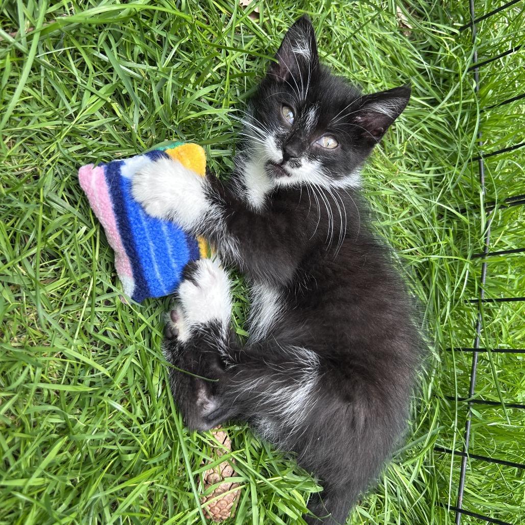Perfect Panda, Adoptable, Young Female Domestic Short Hair.