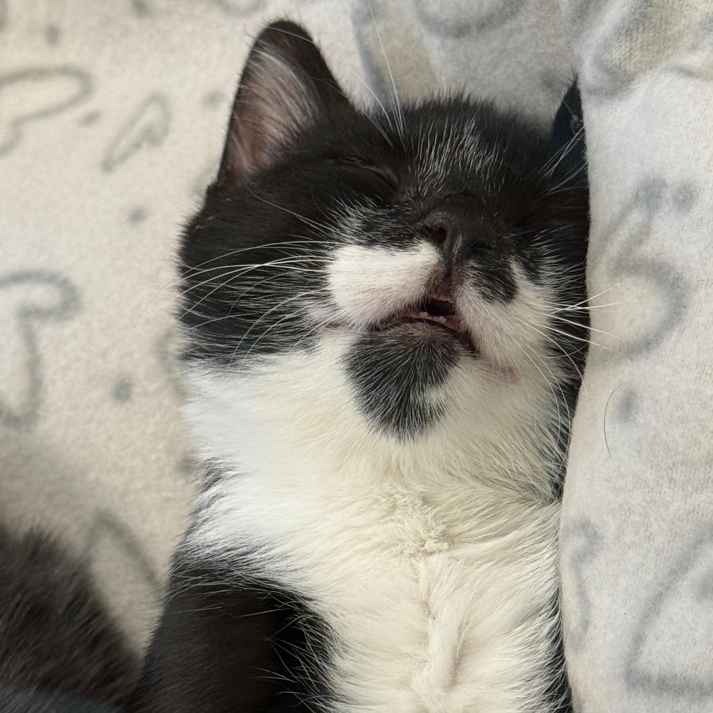 Enlarge Perfect Panda, a Adoptable Domestic Short Hair in Wheeling, IL image 2/5