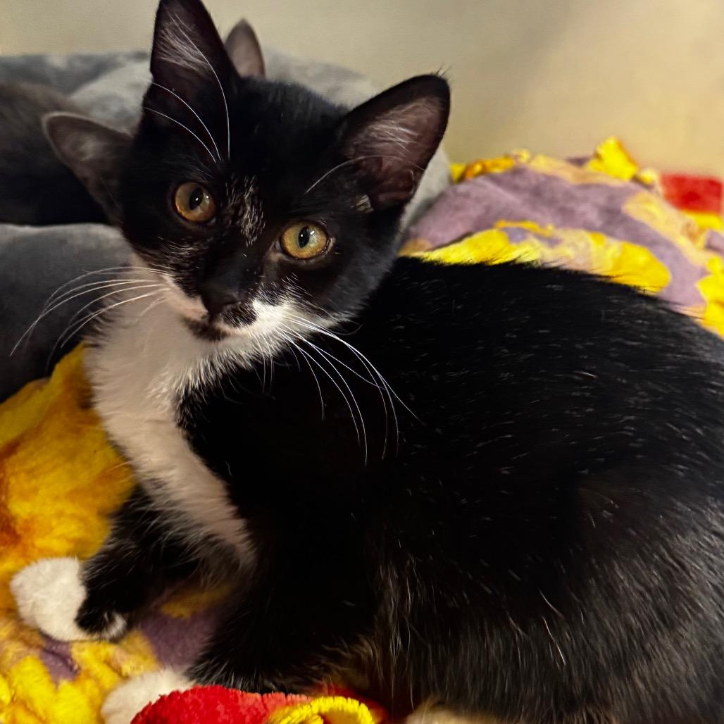 Enlarge Perfect Panda, a Adoptable Domestic Short Hair in Wheeling, IL image 4/5