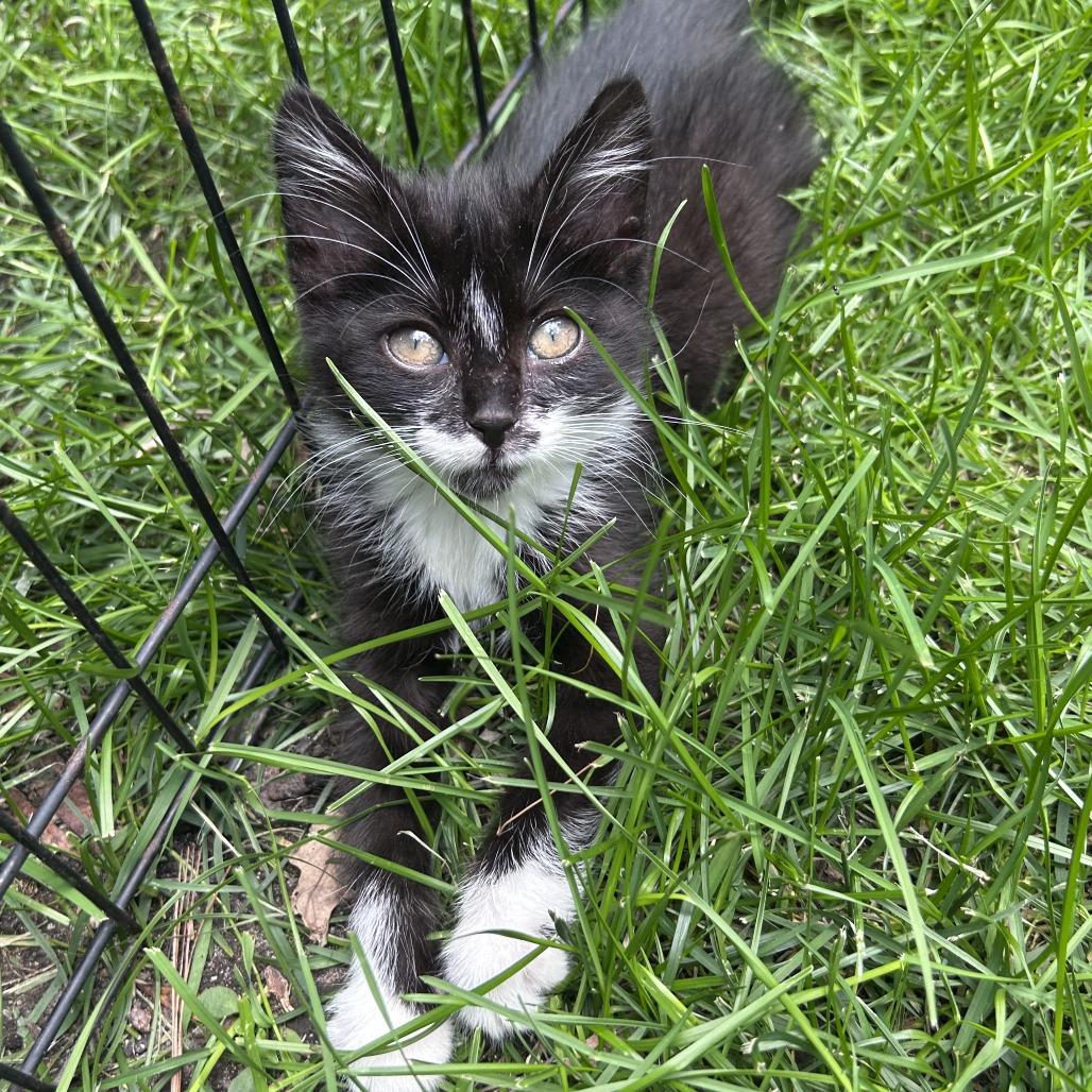 Enlarge Perfect Panda, a Adoptable Domestic Short Hair in Wheeling, IL image 5/5